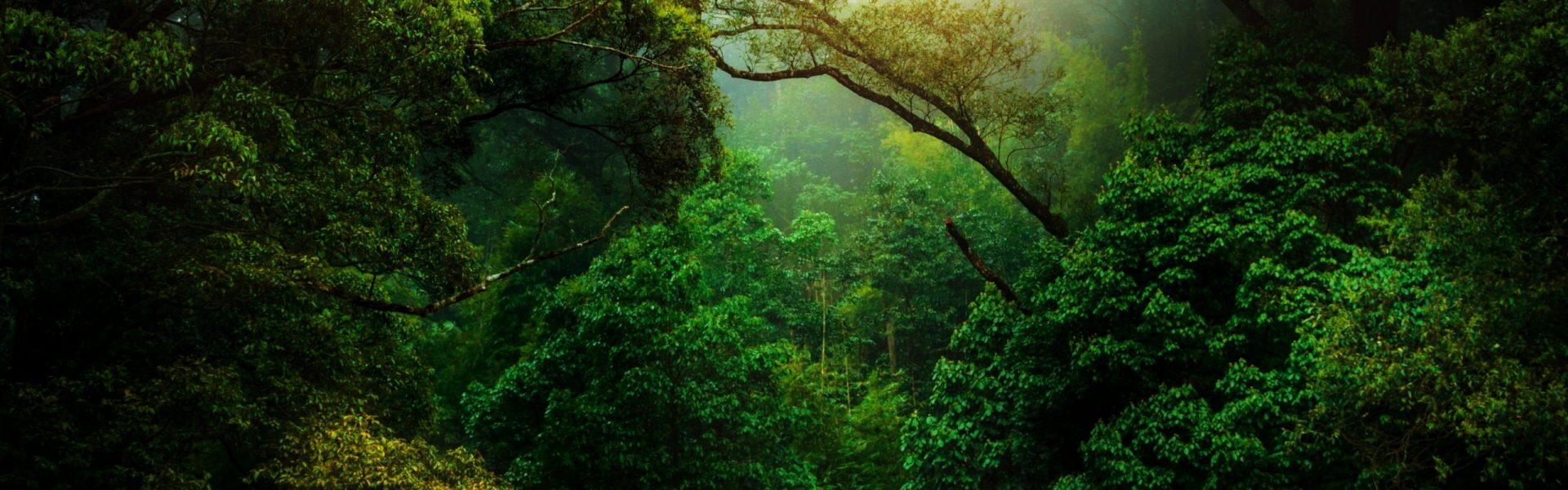 kunal-shinde-f0YLss50Bs-unsplash-scaled jungle trees